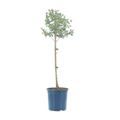 KENTIS - Eucalyptus Gunnii - Eucalyptus - Vraies Plantes d'Extérieur Résistantes - Plante de Jardin Anti-moustique - H 40-50 Pot Ø 15 cm