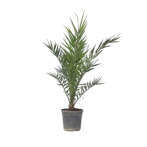 Plant in a Box - Phoenix Canariensis - Hauteur 80-100cm - Palmier des Canaries - palmier exterieur resistant - Pot 19cm