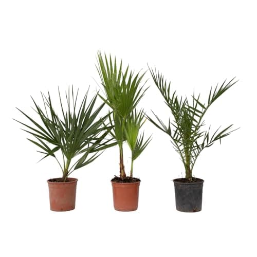 Plant in a Box - Palmiers d'extérieur - Mélange de 3 plantes - Pot 15cm - Hauteur 50-70cm