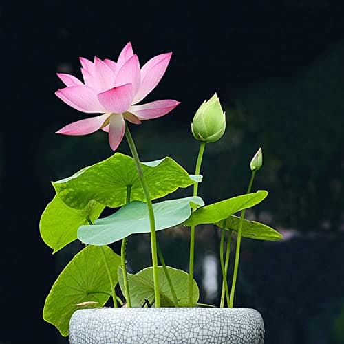 Lot de 20 graines de lotus – Graines de lotus à germination facile pour l'eau, plantes de bassin résistantes à la sécheresse, robustes pour le jardin et l'étang