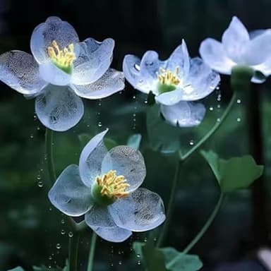 Graines de Fleur de Lotus en Bol – 25 Graines de Lotus Colorées pour Culture en Eau, Jardin, Bassin et Décoration d’Intérieur (Bleu)