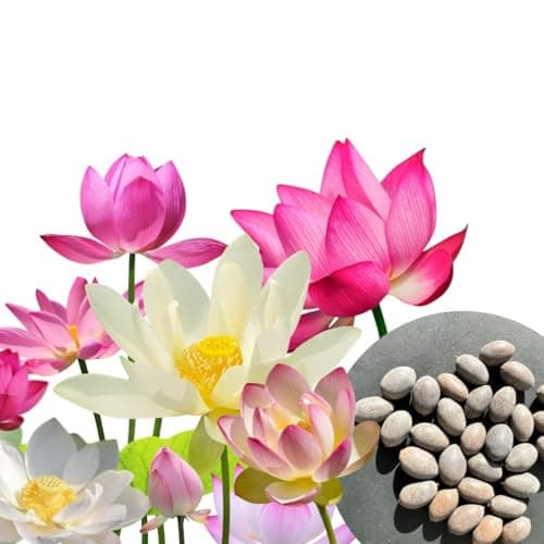 30 pièces – Premium Lotus Flower Seed Mix – 3 Colors – Bonsai & Water Garden Plant