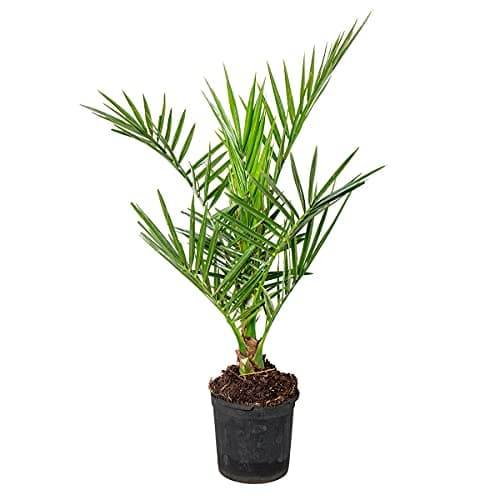 Phoenix Canariensis - Dattier des Canaries - Palmier - Rustique - ⌀15 cm - 50-70 cm