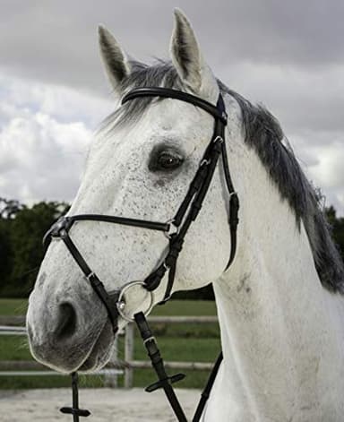 RIDING WORLD Bridon Muserolle croisée - Couleurs - Noir, Taille Equipement Cheval - COB
