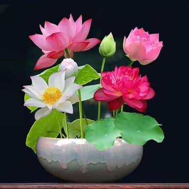 150 PCS Mix Bonsaï Bol Graines De Lotus, Graines De Lotus à Planter Dans L'eau, Graines De Fleurs De Lotus, Plante Bonsaï Décoration De Fleurs De Jardin À La Maison