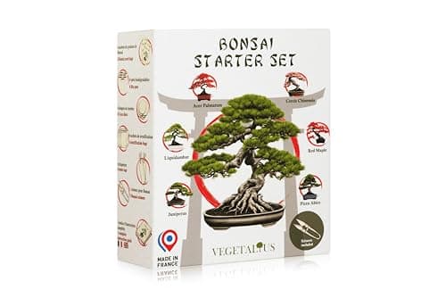 VEGETALIUS - Kit complet de 6 Bonsai avec graines & accessoires - Fabriqué en France - Idée coffret cadeau original pour femme & homme pour votre intérieur ou jardin ! Idéal pour Noël ou Secret Santa