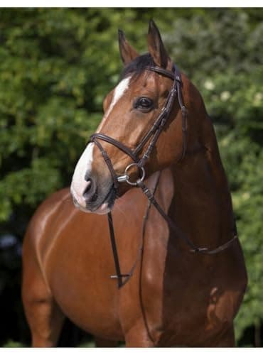 RIDING WORLD Bridon Combinée - Couleurs - Havane, Taille Equipement Cheval - COB