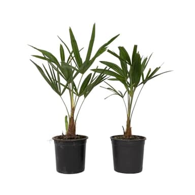 Plant in a Box - Trachycarpus Fortunei - Palmier de Chine - Palmier exterieur - Set de 2 - Pot 15cm - Hauteur 35-45cm