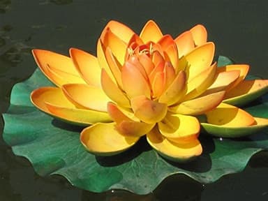 SwansGreen 5 : 5 graines de fleur de lotus saphir, couleur rare, plante parfaite, étiquette : Lotus 5 Chinse Water Lily 5.