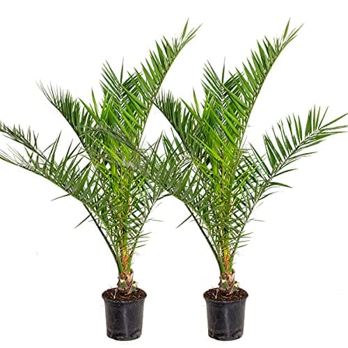 2x Phoenix Canariensis - Palmier dattier des Canaries - Palmier - Rustique – ⌀19 cm - 80-100 cm