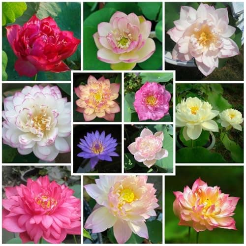 YXFHHY 100 Graines de Lotus, Graine de Lotus en Bol De Bonsaï de Couleurs MéLangées, Graines de Lotus d'eau, Fleur de Lotus Graines, Plantes Ornementales Lotus pour La Bureau, Le Jardin, Le Balcon