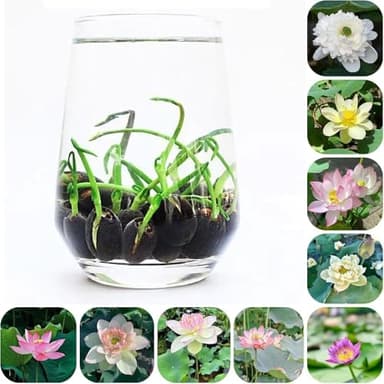 Graines de lotus, plantes aquatiques à taux de germination élevé, adaptées à la plantation en jardin et en intérieur, décoration parfaite pour la maison et le bureau