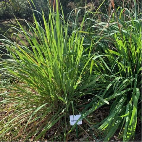 Lot de 200 Graines Semences de Citronnelle - Citron - Aromatique - 34