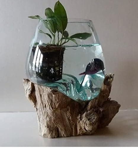 Petit Aquarium ou Vase en Verre soufflé sur Racine de Bois (H. Environ 20cm). Vendeur Francais. Envoi aléatoire Car Chaque Vase est Unique. Livraison en Point Relais GLS.