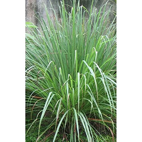 Pinkdose 50 Cymbopogon flexuosus Graines citronelle Graines, Graines Indien de l'Inde Lemon Grass