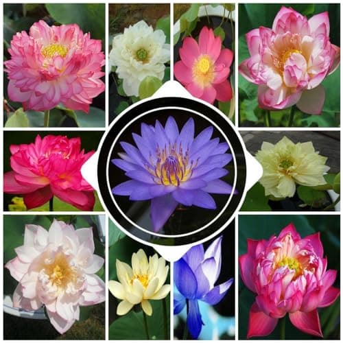 100 Graine de Lotus, Graines de Lotus en Bol de Bonsaï de Couleurs MéLangées, Graines de Lotus D'eau, Graines de Lotus Hydroponiques, Plante Décorative Fleur de Lotus, pour Balcon, Cour, Jardin