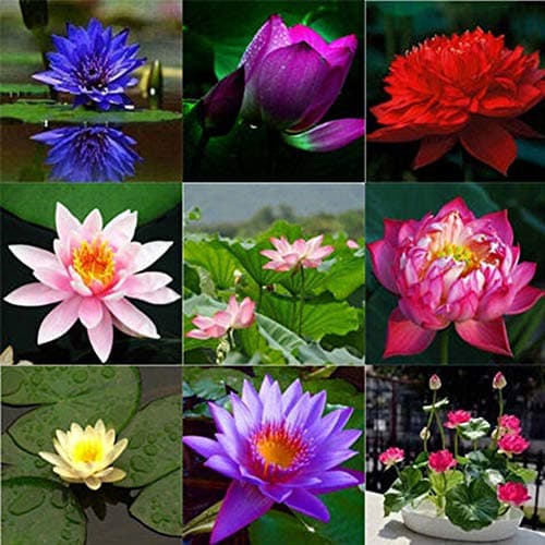 Graines de Fleur de Lotus en Bol – 10 Graines de Lotus Colorées pour Culture en Eau, Jardin, Bassin et Décoration d’Intérieur (Mixcolor)