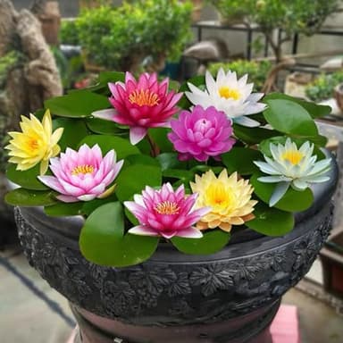 100 PCS mélangé graines de Lotus de bol de couleur, graines de Lotus de Bonsai pour planter dans l’eau, graines de Lotus hydroponique pour la décoration de jardin à la maison