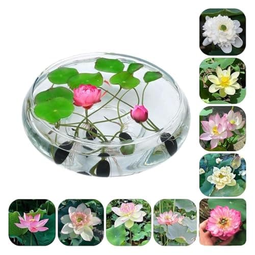 50pcs Graines de Lotus, Graine de Lotus en Bol de Bonsaï de Couleurs Mélangées, Graines de Lotus d'eau, Fleur de Lotus Graines, Plantes Ornementales Lotus pour Jardin Balcon