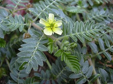 200 tribulus terrestris semi. Vite seeds