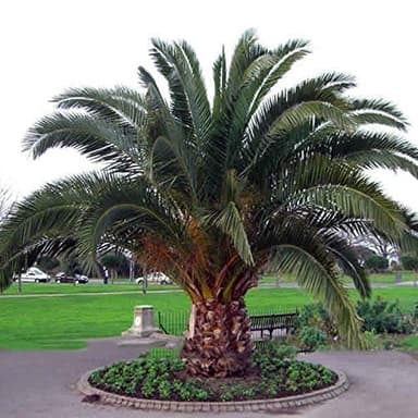 10 Graines Phoenix canariensis canarien Palmier Dattier