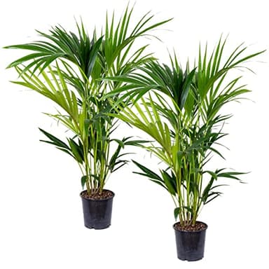 2x Howea Forsteriana - Palmier Kentia - Purificateur d'air – ⌀19 cm - 90-100 cm
