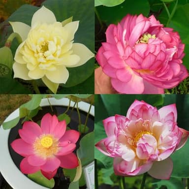 50 pièces graines de Fleurs de Lotus de Couleurs mélangées, graines de Lotus Bol, graines de Lotus pour Planter dans l'eau, Plante bonsaï décoration Florale de Jardin de Maison