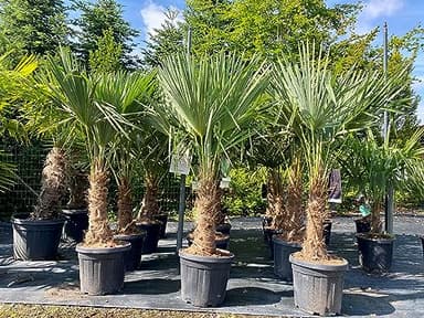 ExoPlante Palmier Trachycarpus Fortunei - Palmier Exotique Rustique, Résistant Jusqu'à -18°C, Feuillage Tropical, Idéal Extérieur