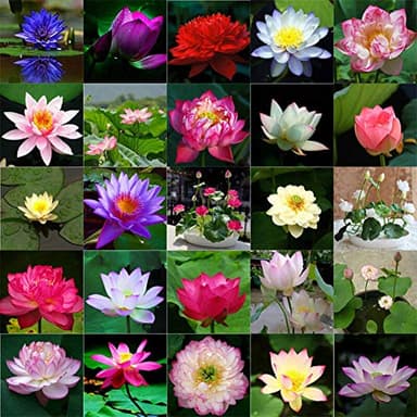 Lot de 10 graines de lotus pour l'eau, plantes d'étang résistantes, graines de lotus hydroponiques, décoration florale pour jardin et maison (Mixte)