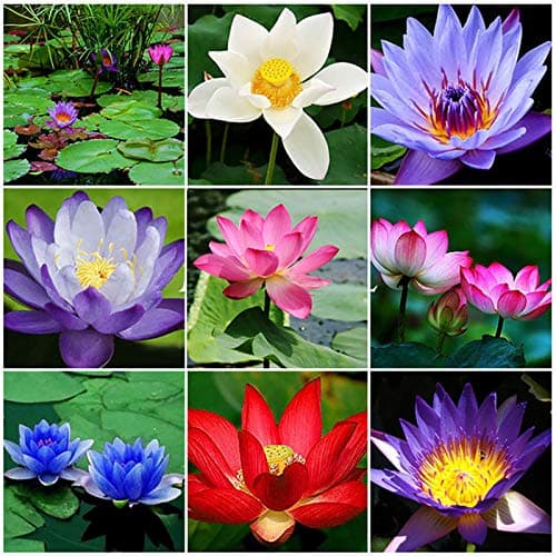 Graines de Fleur de Lotus en Bol – Graines de Lotus Colorées pour Culture en Eau, Jardin, Bassin et Décoration d’Intérieur (10Multicolore)