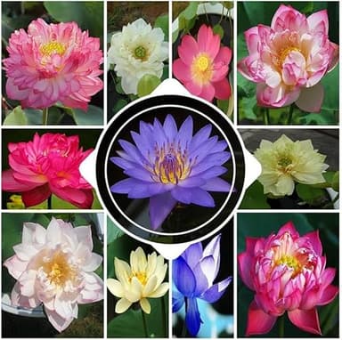 100 Graines de Lotus, Graine de Lotus en Bol De Bonsaï de Couleurs MéLangées, Fleur de Lotus Graines,Graines de Lotus d'eau, Plantes Ornementales Lotus pour La Bureau, Le Jardin, Le Balcon