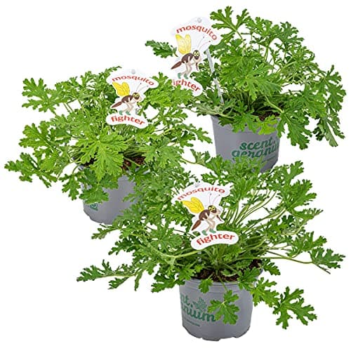 3x Pelargonium Graveolens – Géranium Citronné – Anti-moustique - Parfumé – ⌀10.5 cm - 15-20 cm