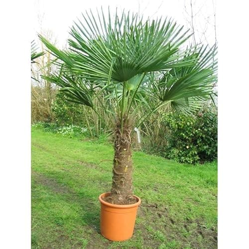 20 Graines - Palmier de Chine - Trachycarpus fortunei - Palmier de Chusan - Arbre Jardin - 258