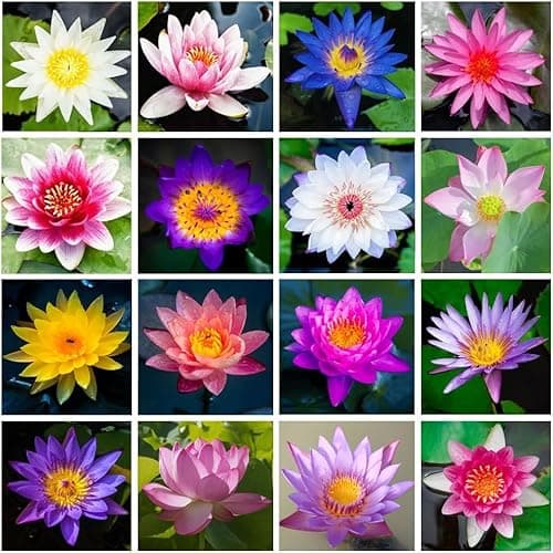 30Pcs Mix Bonsai coquille graines de lotus, plante de nénuphar fleur, plantes d'étang Non GMO maison jardin graines floraison Aquatic Bonsai plante (60)